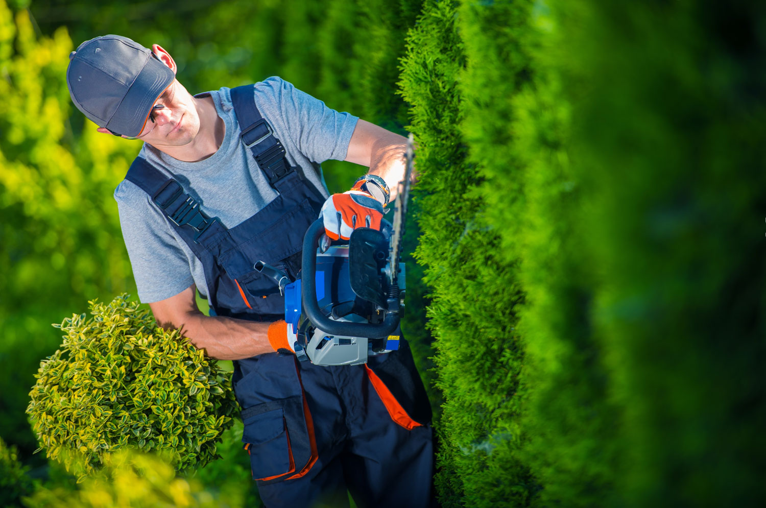 Professional Hedge Trimming & Landscape Maintenance | Honeycutt Landscaping, Inc Write a detailed alt tag description with a phone number and one meta description and title without a phone number. The alt tag should convert consumers who have difficulty seeing, include a call to action, and include the brand Honeycutt Landscaping, Inc. Use the information from the above chat for reference. The topic is: Hedge Trimming Make it generic to this company